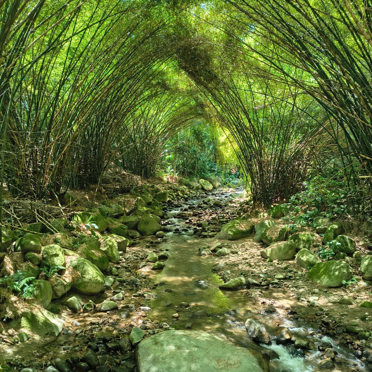 Bosque de guadua y quebrada en un predio natural